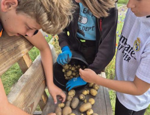 Unsere ersten Kartoffeln – Wiese for future geht in den Anbau
