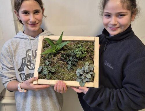 Bilderrahmen bepflanzen mit Sukkulenten – Wiese for future – AG wird auch im Winter aktiv